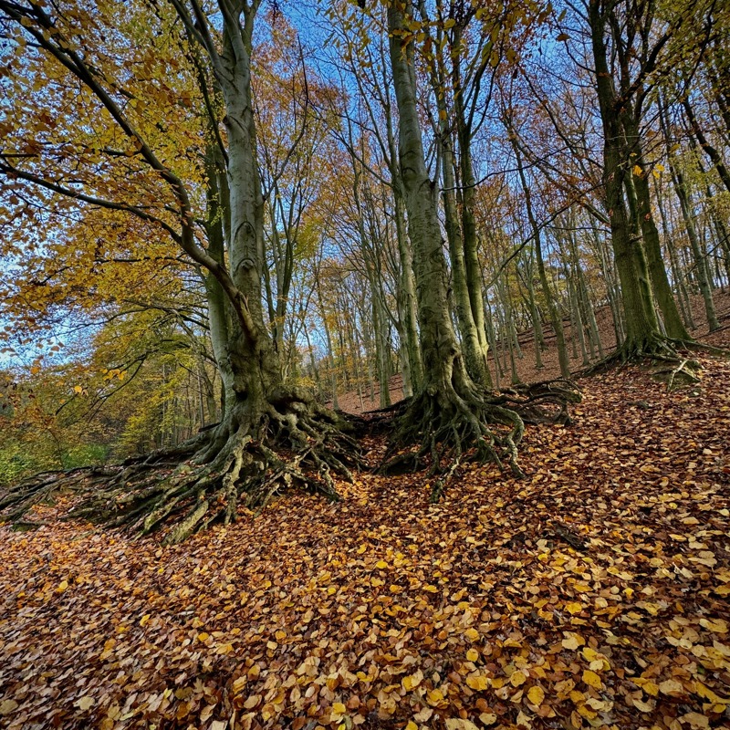 Bomen met herfstbladeren op de Danikerberg