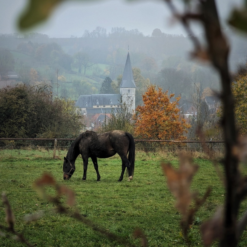 Een paard aan het grazen in de wei met op de achtergrond de kerk van Noorbeek