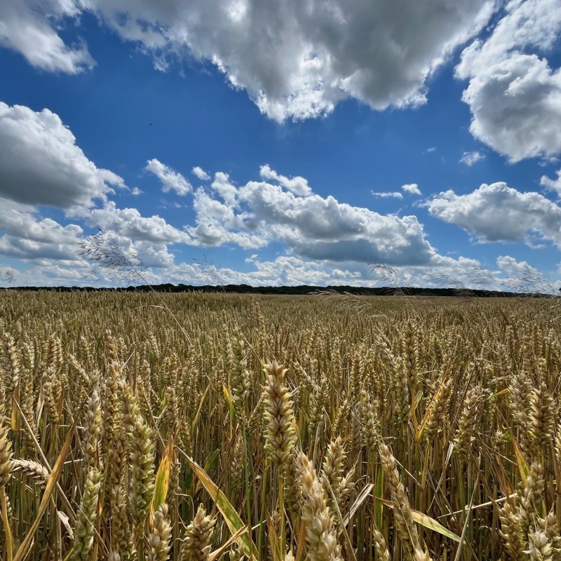 Graanveld met blauwe lucht in Zuid-Limburg.