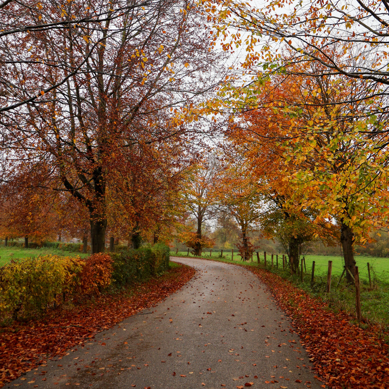 Weg in het heuvelland met herfstige kleuren en bladeren op weg. 