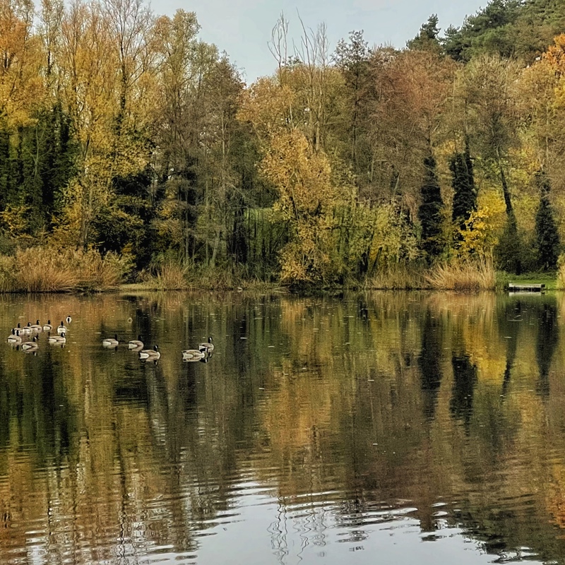 Weerspiegeling van herfstbomen in de Mulderplas