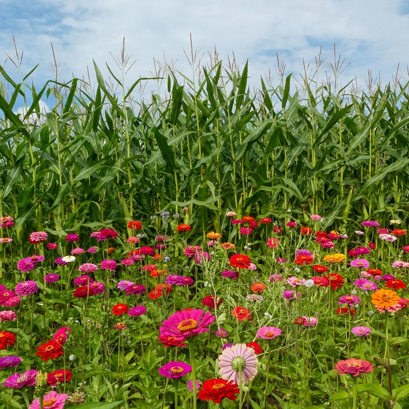 Vrolijk gekleurde veldbloemen langs de wandelroute in Ubachsberg.