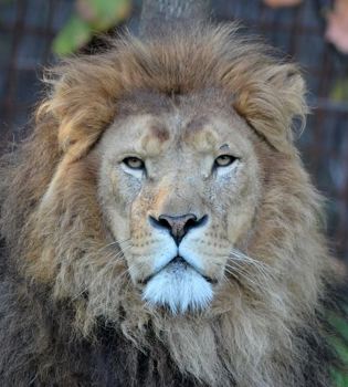 portetfoto van een leeuw bij Gaia Zoo