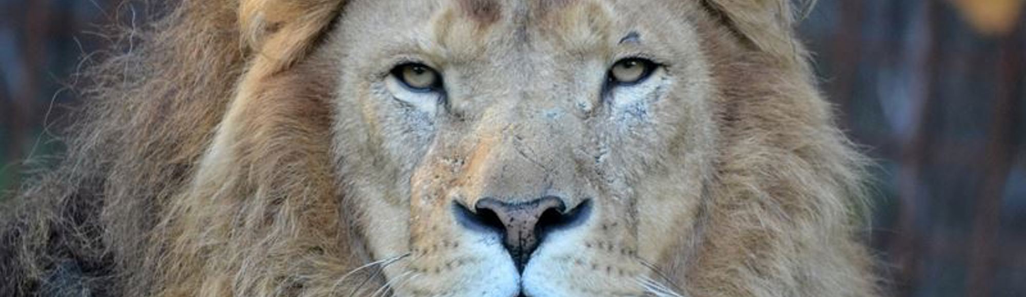 portetfoto van een leeuw bij Gaia Zoo