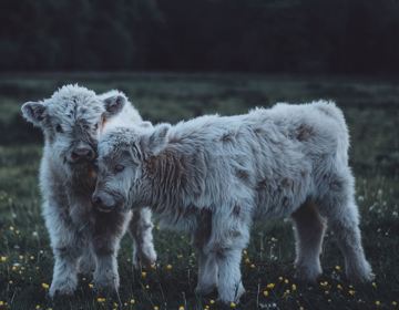 2 kalfjes in een wei bij de Schinveldse bossen