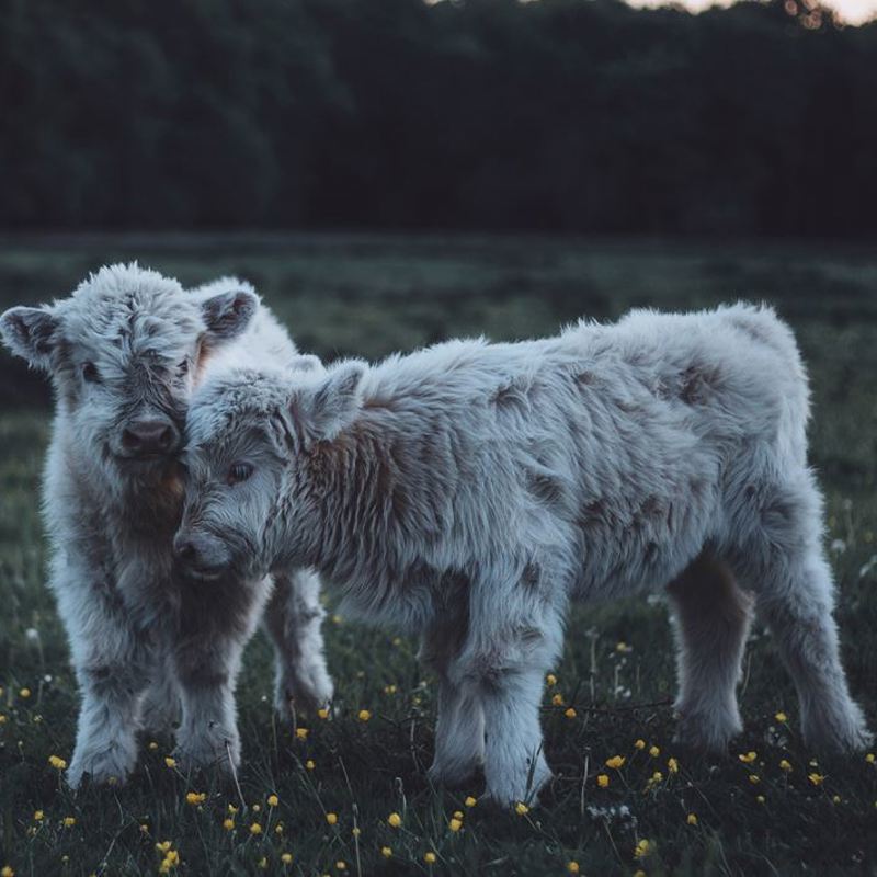 2 kalfjes in een wei bij de Schinveldse bossen