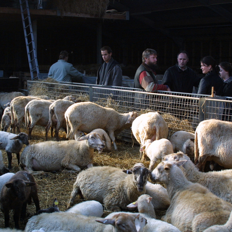 Bezoekers bekijken de schapenkooi in Epen