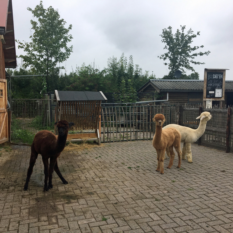 Alpaca's op de camping. 