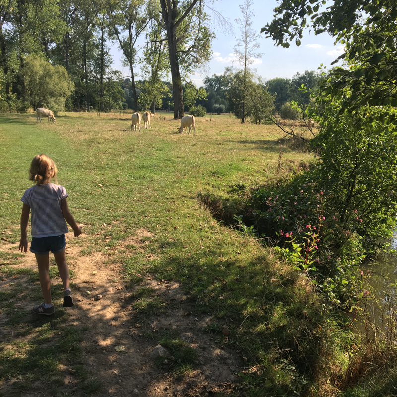 Meisje wandelt op weide naast de geul met koeien in de verte. 