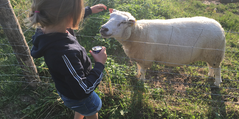 Meisje aait schaap achter hekwerk. 