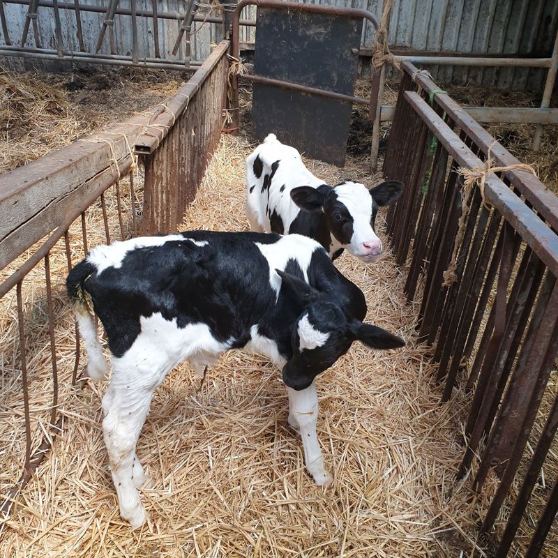 2 jonge kalfjes in de stal