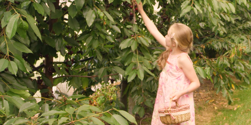 Meisje met rietenmandje plukt kers uit boom