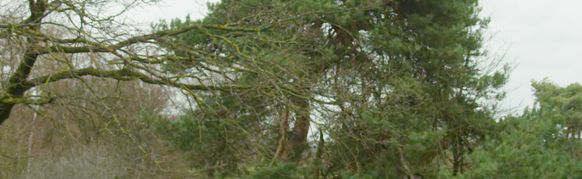 bomen op de Brunsummerheide