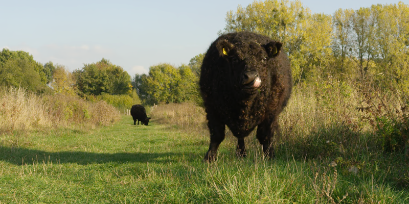 Wilde zwarte koeien in natuurgebied