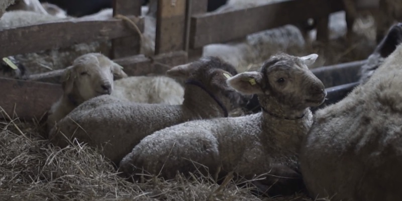 Lammetjes liggen in het hooi