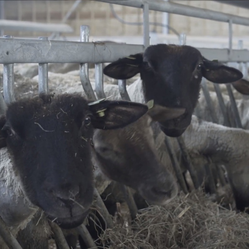 Schapen in schaapskooi