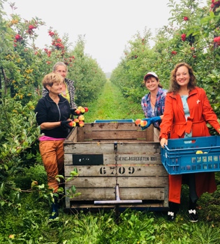 Een groep mensen plukt appels in de fruitgaard en legt deze in houten en plastic kratten