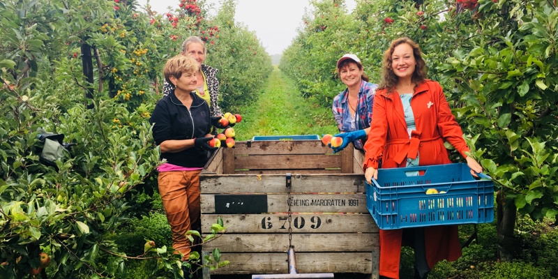 Een groep mensen plukt appels in de fruitgaard en legt deze in houten en plastic kratten