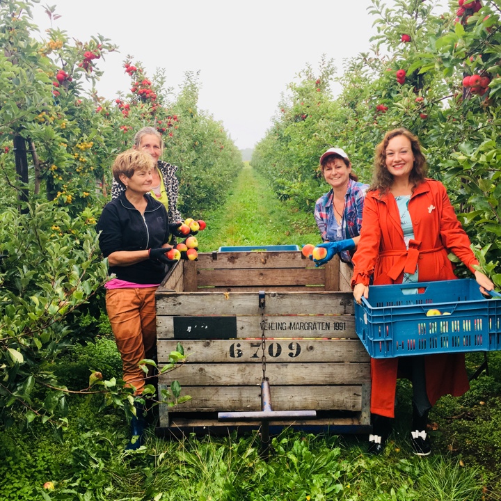 Een groep mensen plukt appels in de fruitgaard en legt deze in houten en plastic kratten