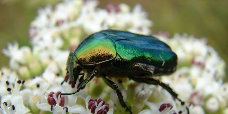 Detailopname van een gekleurde kever op een bloem