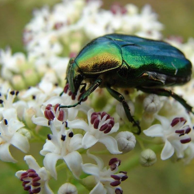 Detailopname van een gekleurde kever op een bloem