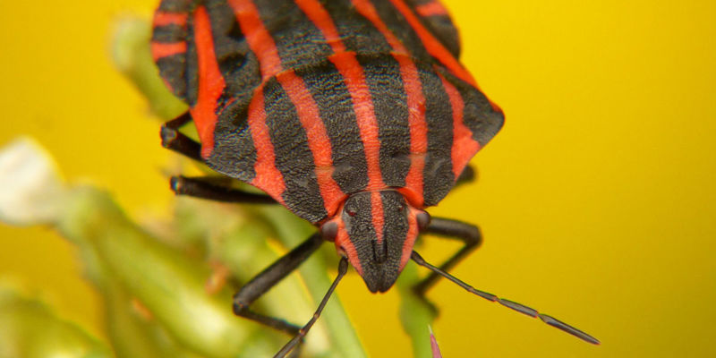 Deatailopname van een rood-zwart gestreepte kever op een bloem