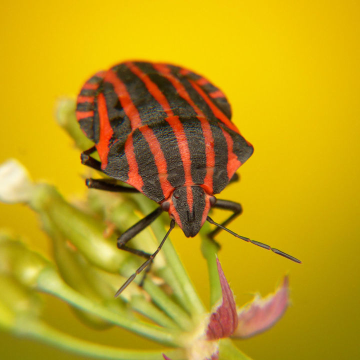 Deatailopname van een rood-zwart gestreepte kever op een bloem