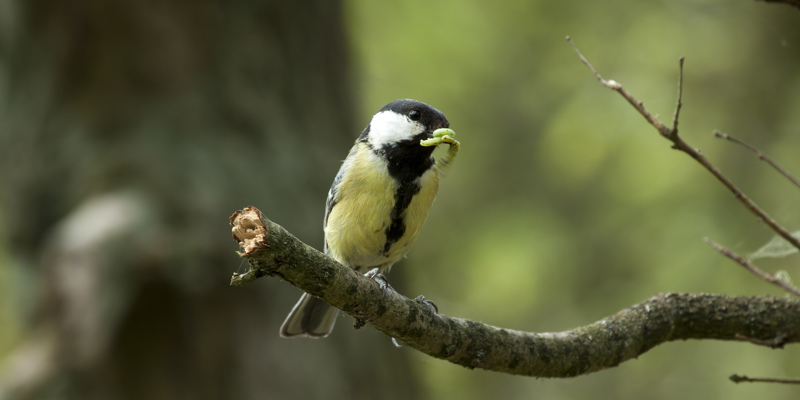 Een koolmeesje op een tak eet een insect