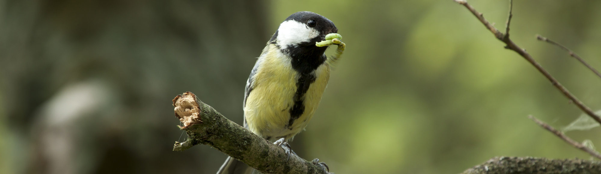 Een koolmeesje op een tak eet een insect