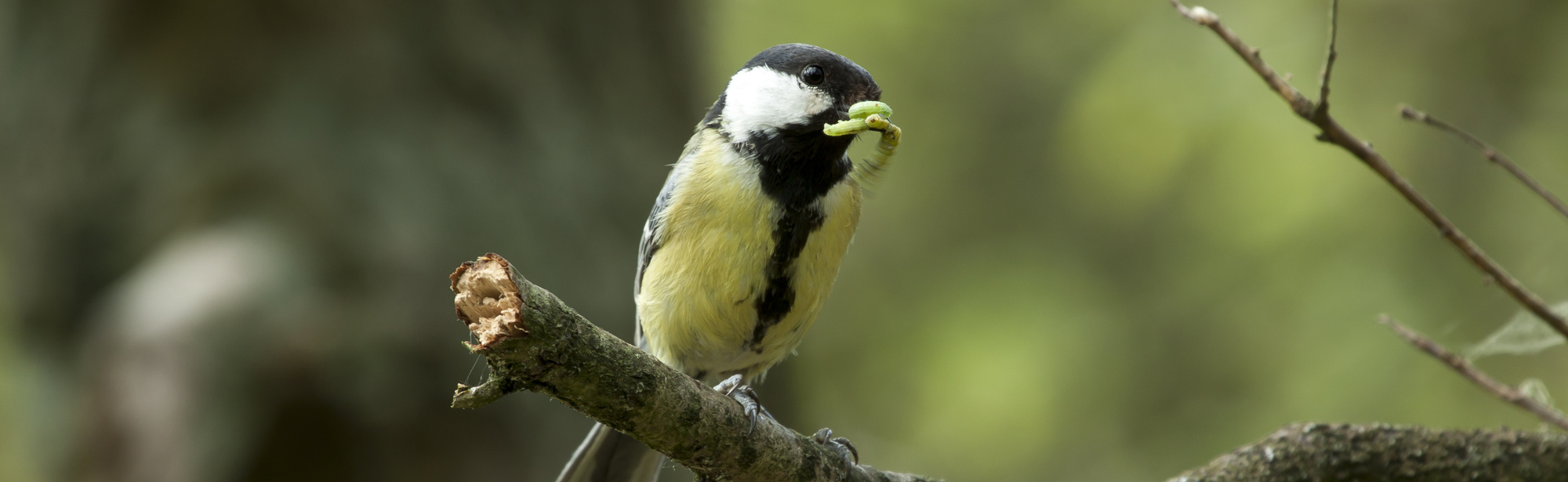 Een koolmeesje op een tak eet een insect