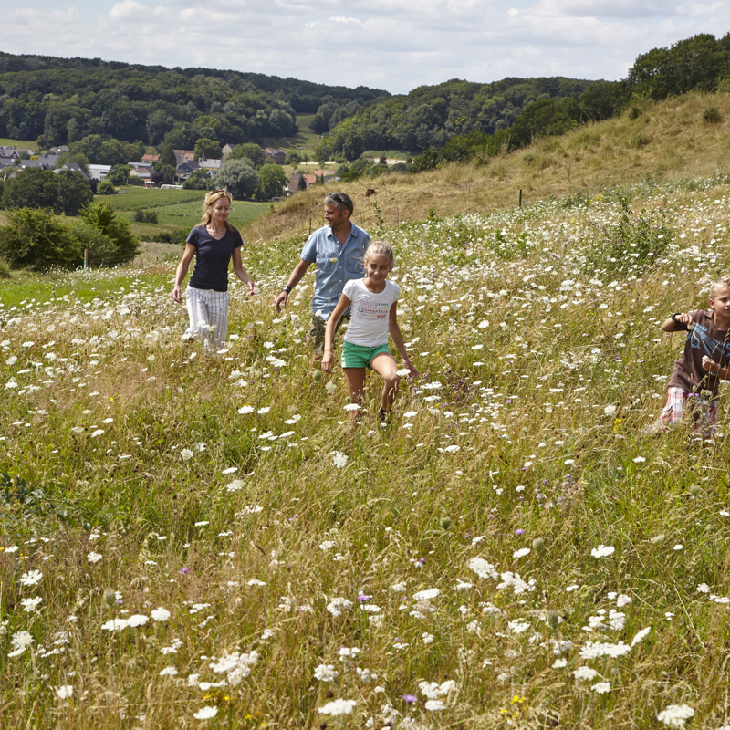 Gezin struint door een grasveld met witte bloemen in het heuvelland