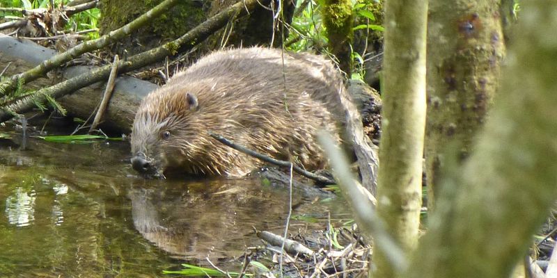 een bever in het water tussen de bomen