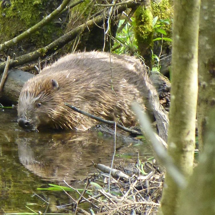 een bever in het water tussen de bomen