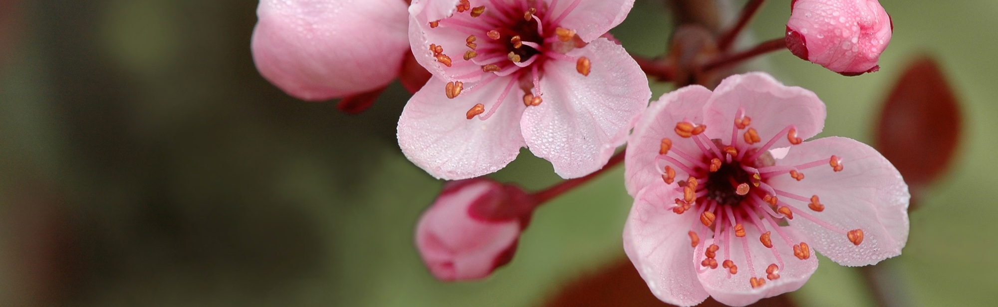 Detailopname van roze bloemen aan een tak