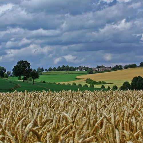 Zicht over een graanveld en op de achtergrond het heuvelland bij Simpelveld