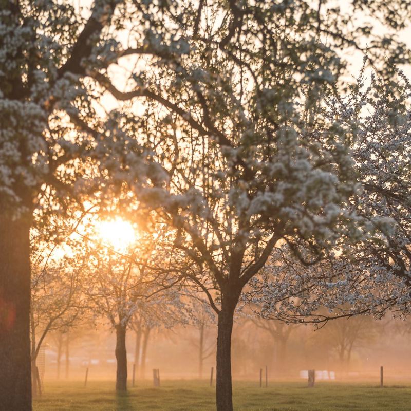 Zicht op bloesembomen bij een ondergaande zon 