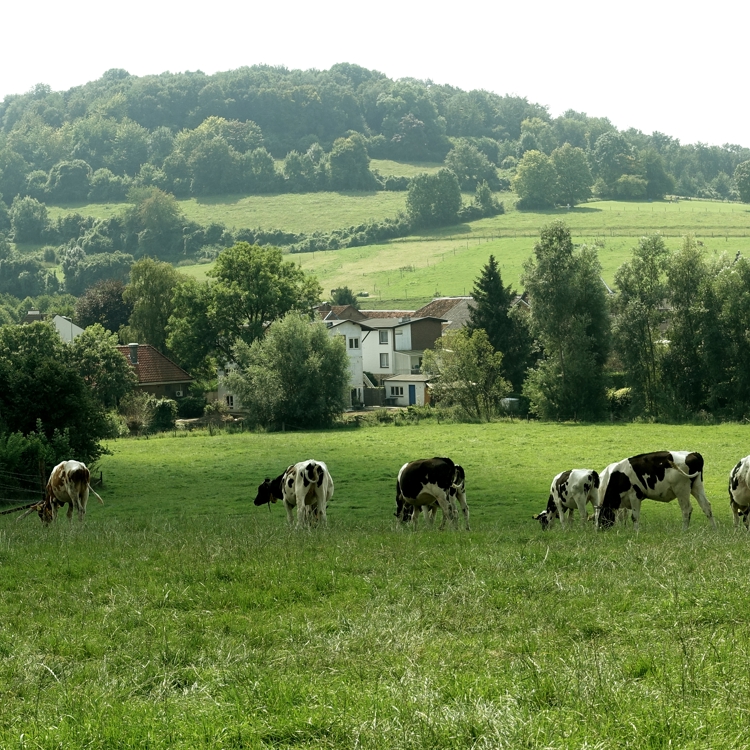 koeien grazen in een grote groene graswide met op de achtergrond een B&B