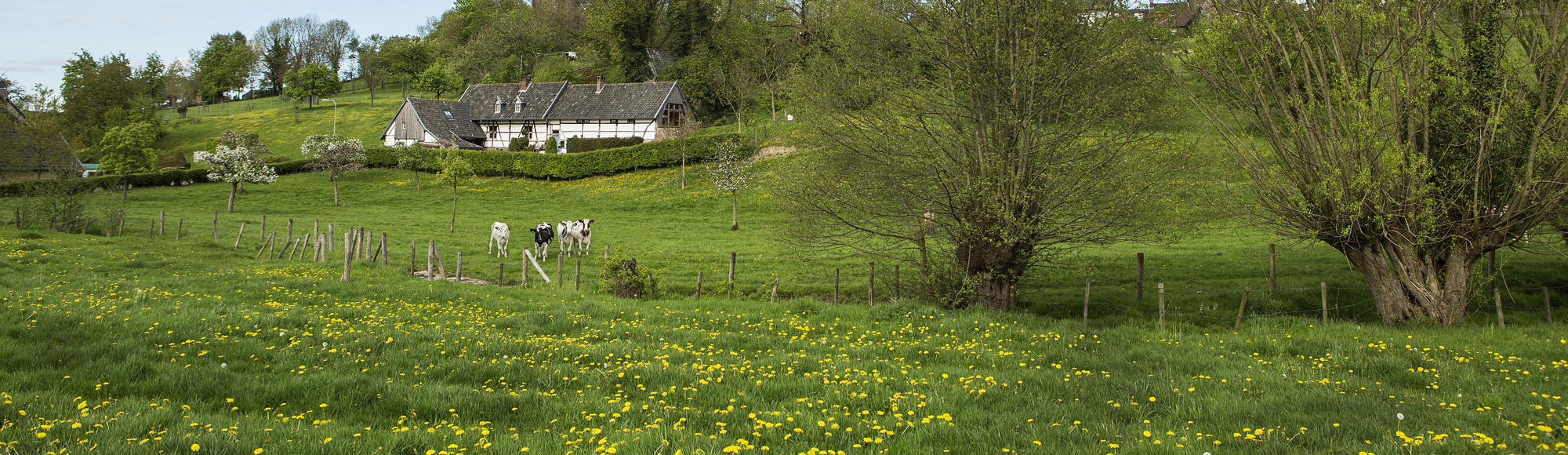 Een weide met paardenbloemen, koeien en in de verte een vakantiehuis 