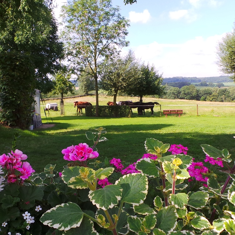 Tuin met bloemetjes, een voortent zichtbaar en in de verte paarden. 