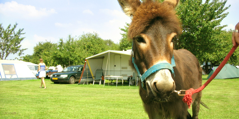Close-up van een aangelijnde ezel met daarachter een caravan. 