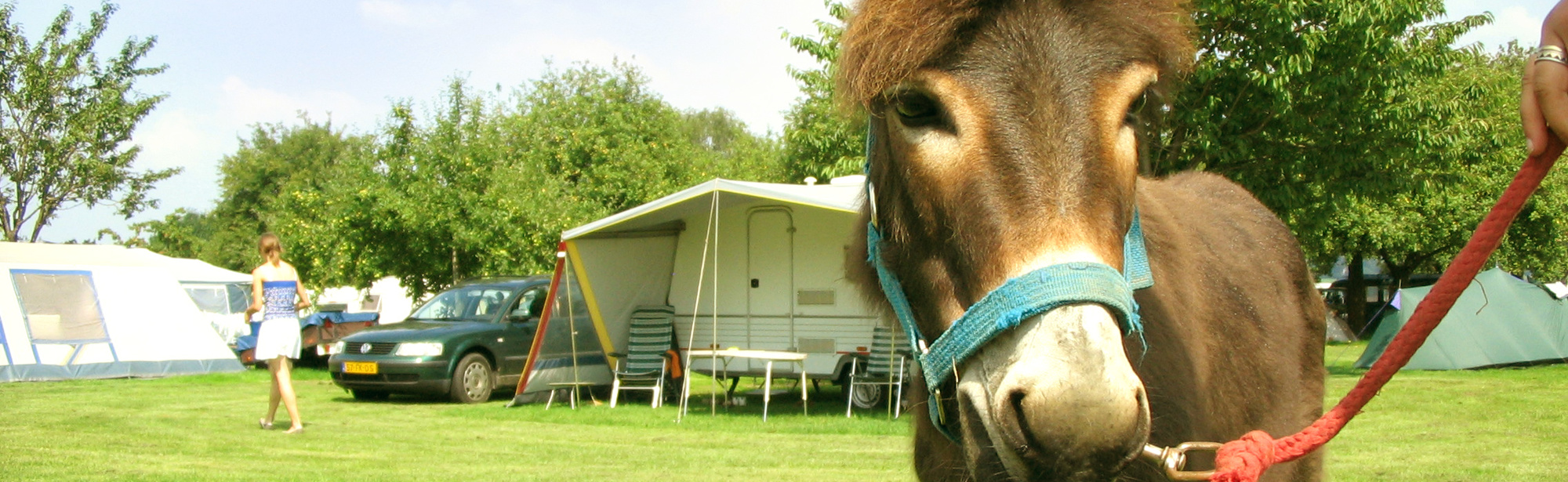 Close-up van een aangelijnde ezel met daarachter een caravan. 