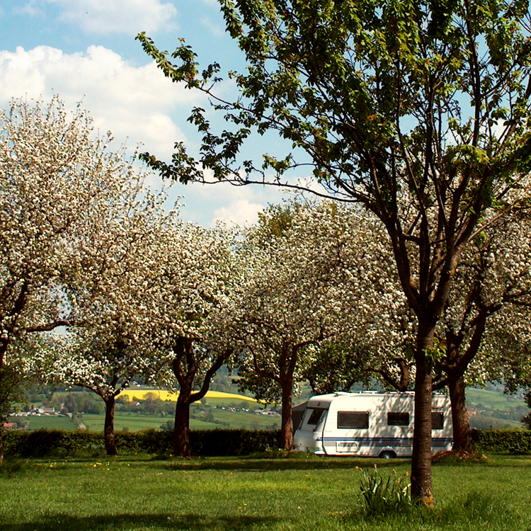 Camping verscholen tussen de bloesembomen. 