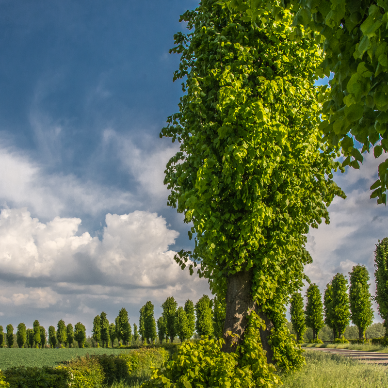 Allee met Cipressenbomen tussen het gehucht Swier en Wijnandsrade in Beekdaelen