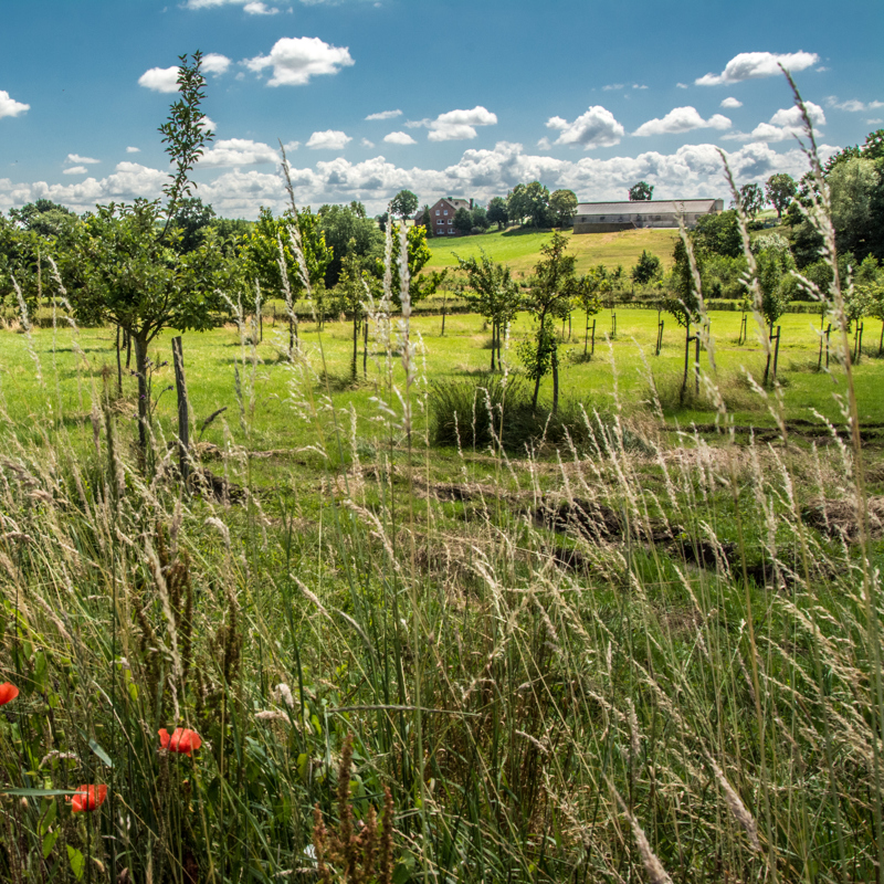 Weide met bomen en klaprozen bij de Hamstraat