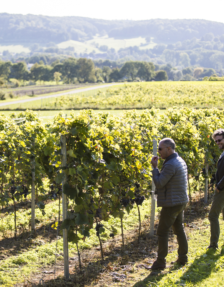 Twee mannen staan in een wijngaard en proeven van de druiven