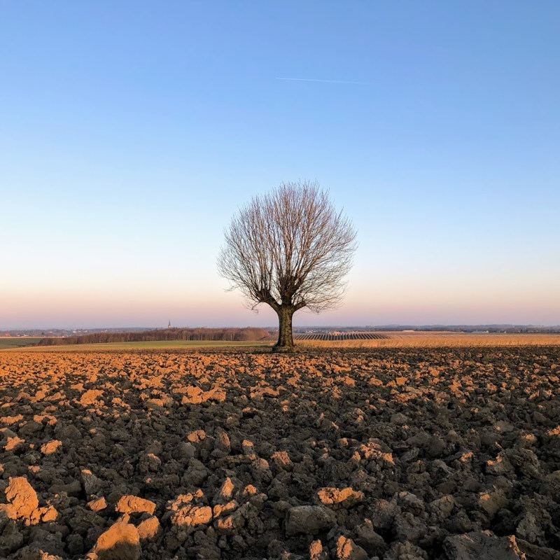 Eenzame boom in landschap