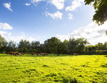 Bruine koeien in weiland op zomerse dag