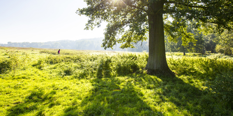 Felle zon schijnt door een boom staande in een grasveld waar een wandelaar passeert in het Ingendael