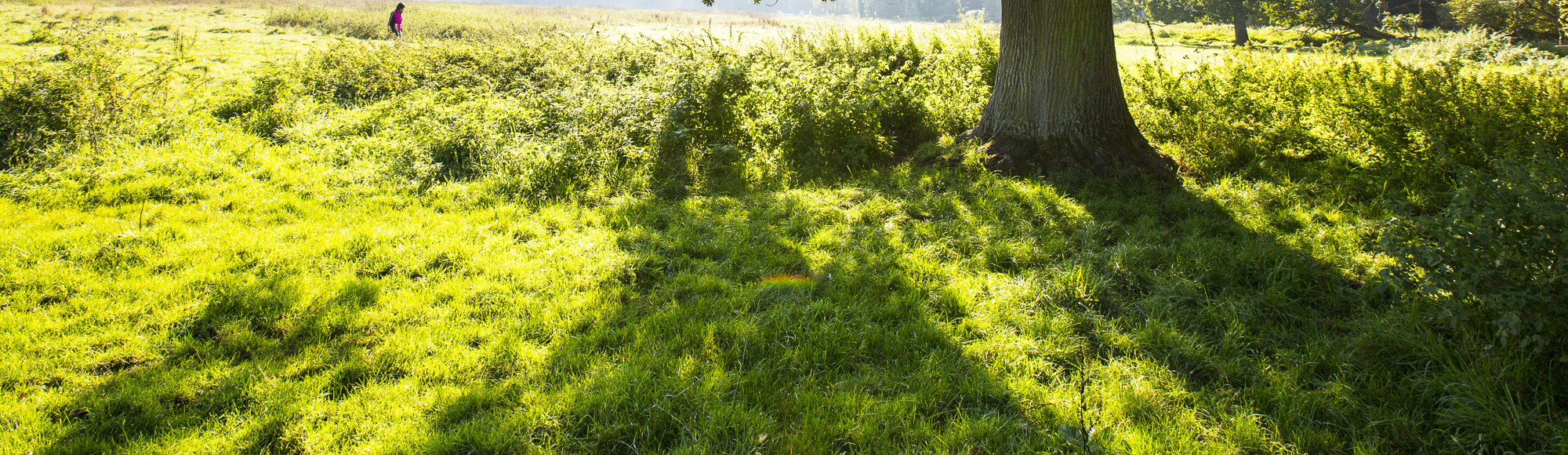 Felle zon schijnt door een boom staande in een grasveld waar een wandelaar passeert in het Ingendael