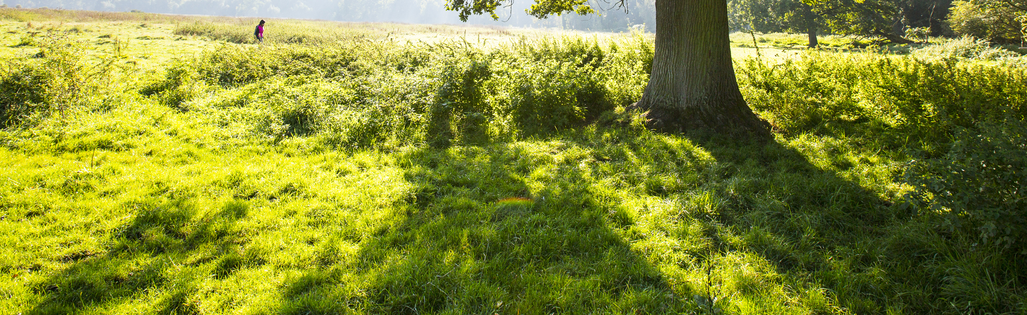 Felle zon schijnt door een boom staande in een grasveld waar een wandelaar passeert in het Ingendael